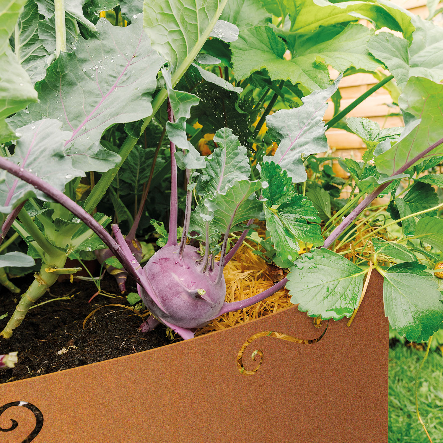 Corten raised bed